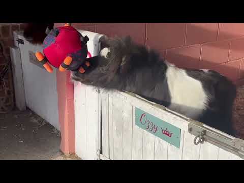 Horse Treat Toy - Football