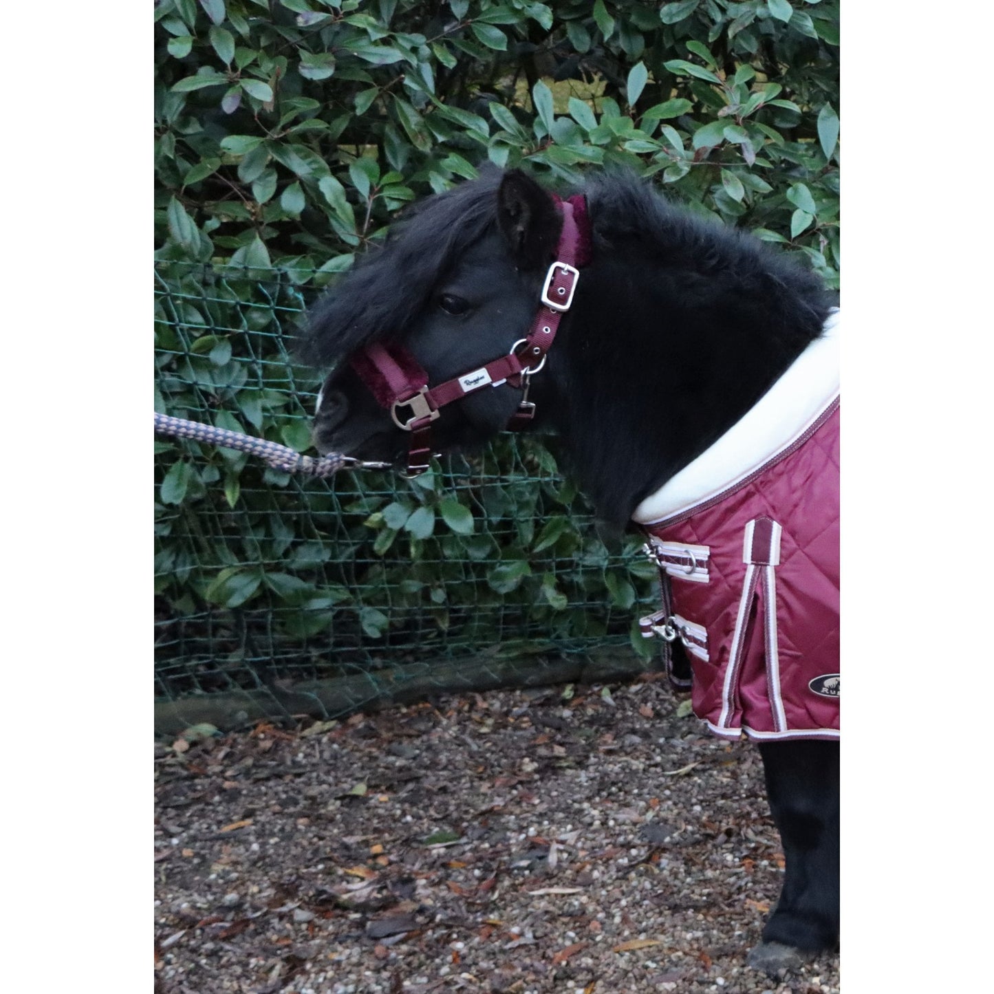 Shetland-Miniature Head Collar With Matching Fur