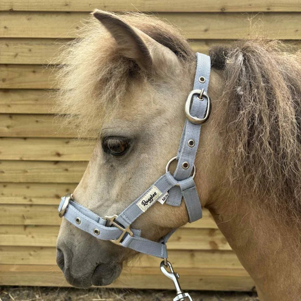 Two Shop Soiled Shetland Size Headcollars One Grey 3/4 Inch Webbing And One Sky Blue One Inch Webbing