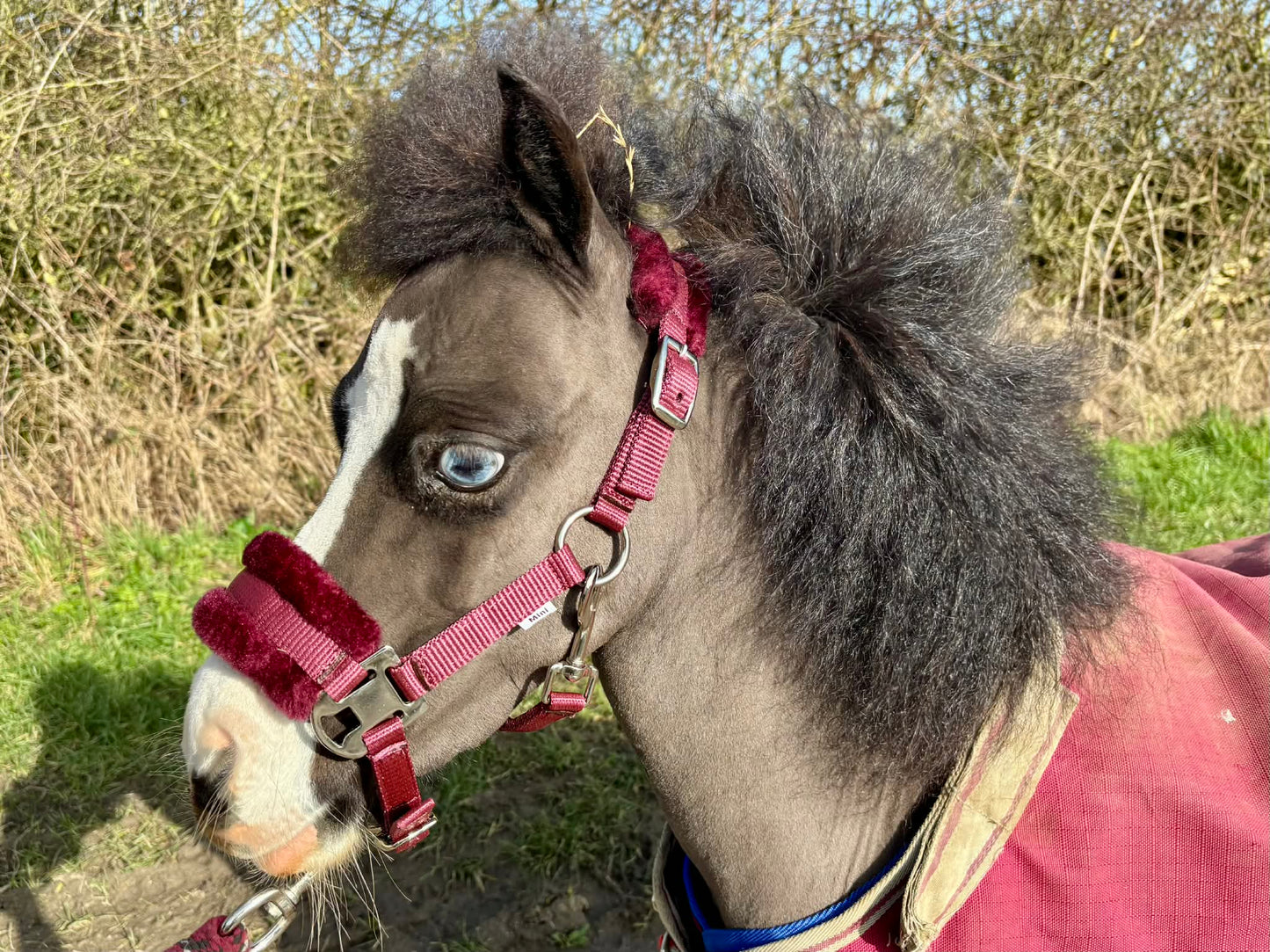 Shetland-Miniature Head Collar With Matching Fur Trim 3/4"