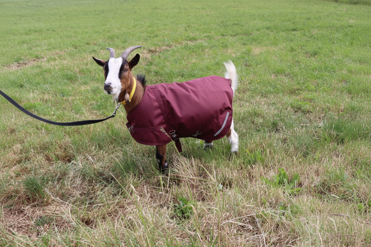 Goat Coat