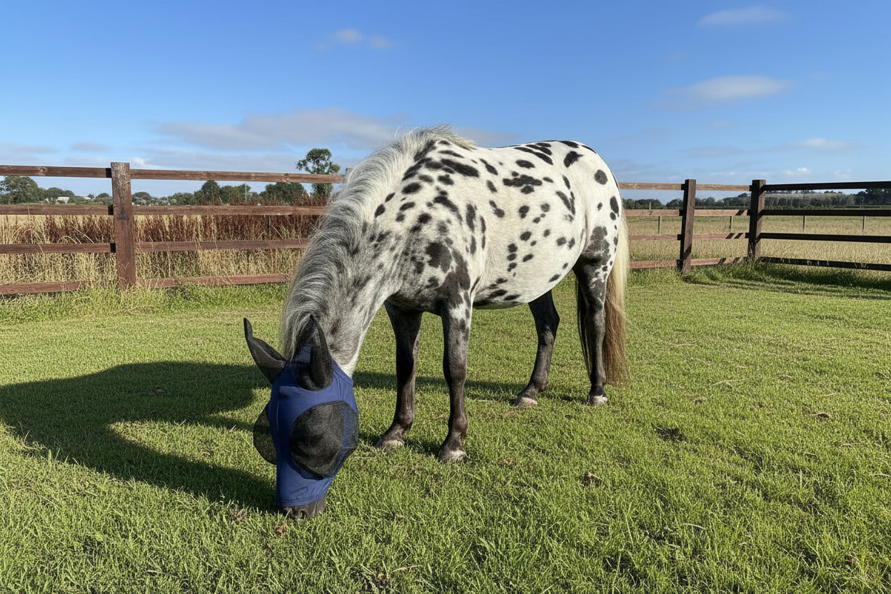 Shetland-Miniature-Section A Pull On Fly Mask With Ears