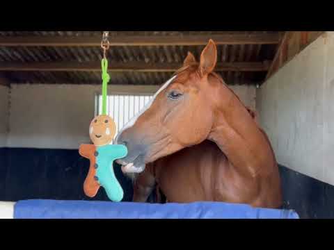 Horse Toy - Gingerbreadman