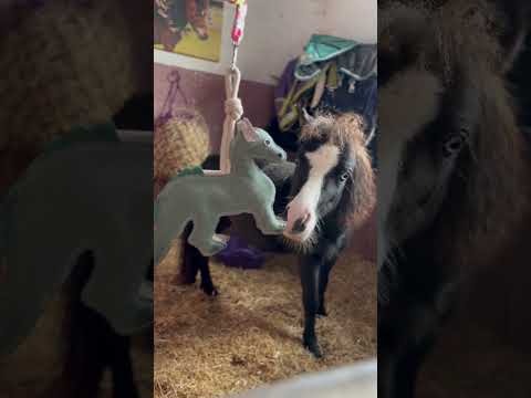 Horse Toy - Dinosaur