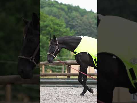 Hi Viz Fleece Lined Walker Rug With Reflective Stitching