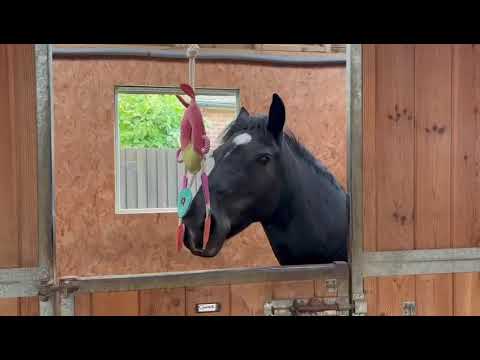 Horse Toy - Multi Ring