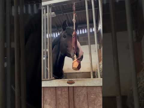 Horse Toy - Horses Head