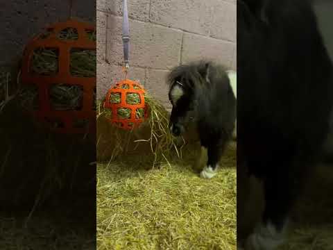 Hay Slow Feeder Fun and Flex 22cm Ball