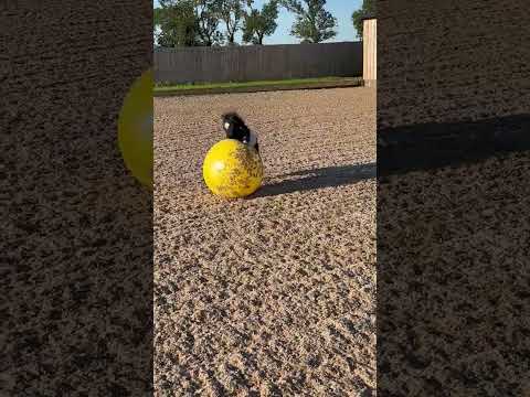 Maximus Power Play Ball