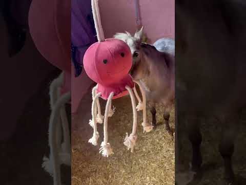 Horse Toy - Sidney Snail