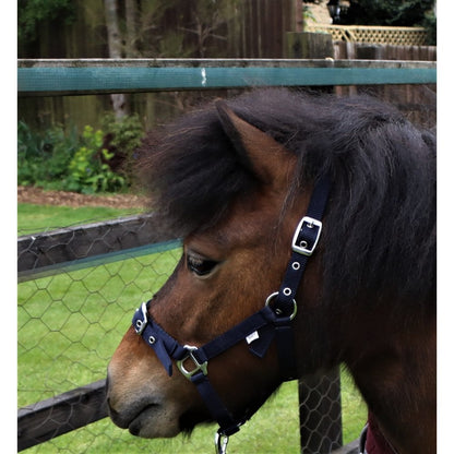 Shetland-Miniature Head Collar 3/4" Webbing