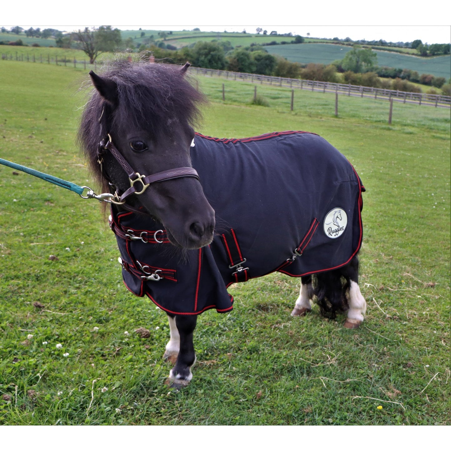 Shetland-Miniature-Donkey 100% Cotton Sheet