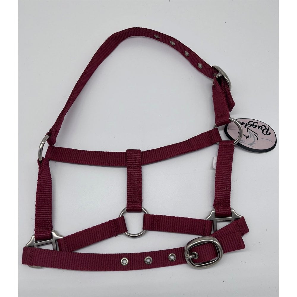 Shetland-Miniature Head Collar 3/4" Webbing