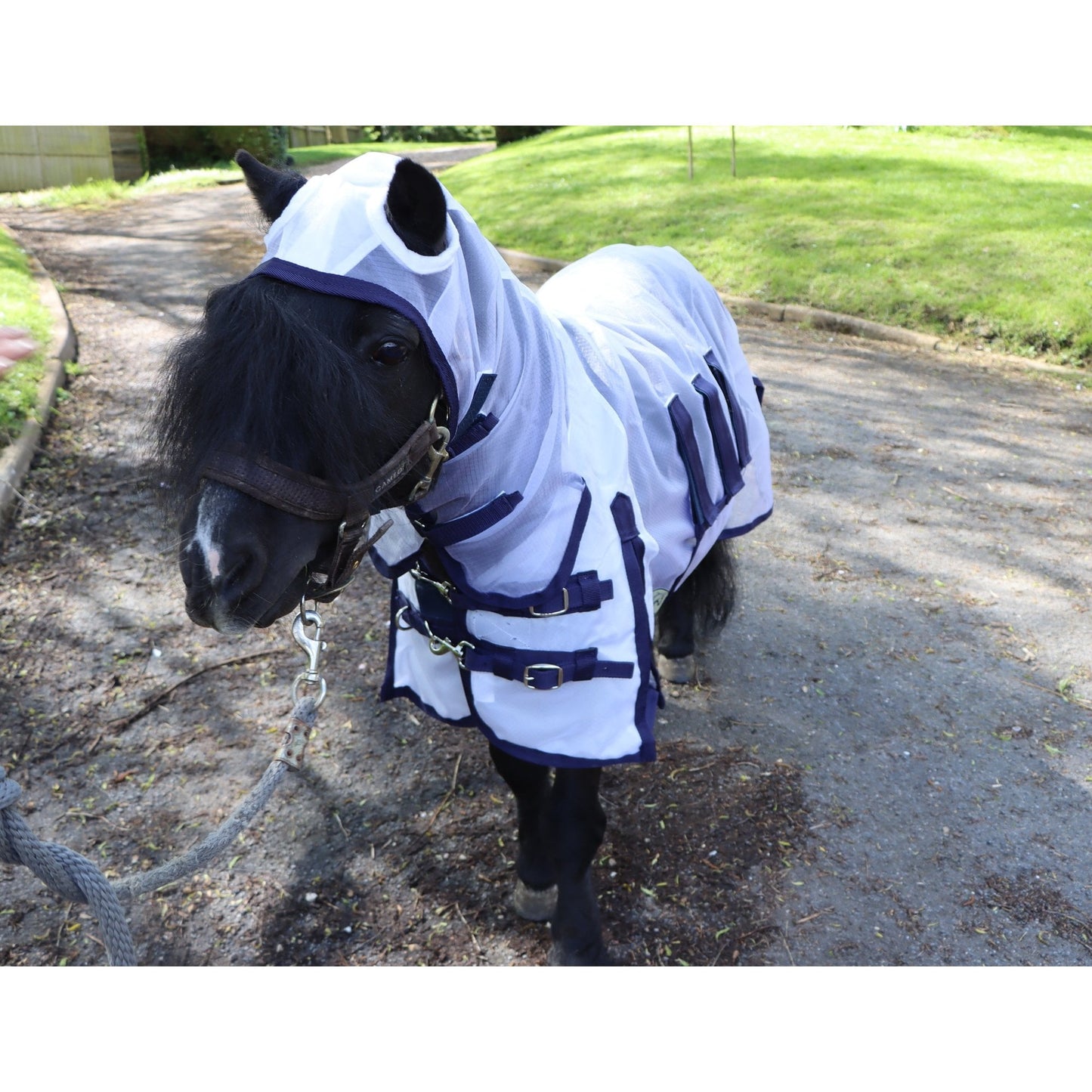 Shetland-Miniature-Donkey Ultra Light Combo Fly Rug With Ear Holes