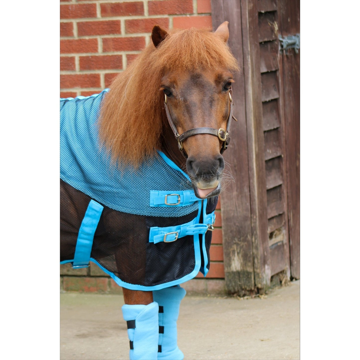 Shetland-Miniature-Donkey Mesh Cooler Rug