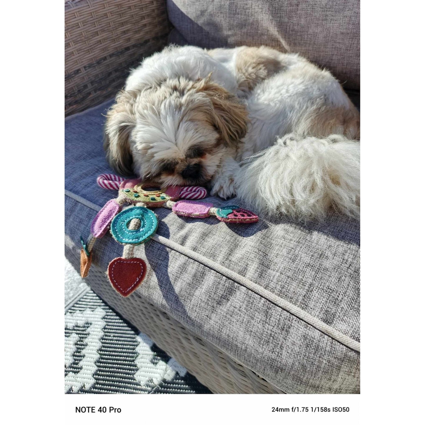 Dog Toy - Multi Ring