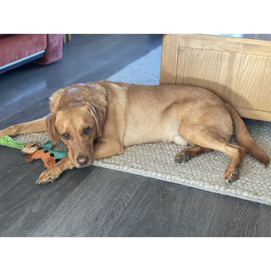 Dog Toy - Gingerbread Man