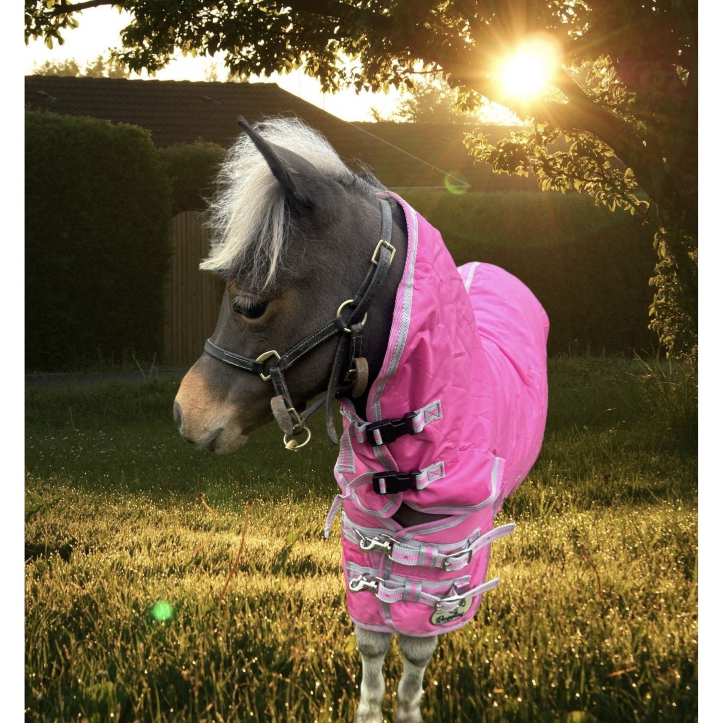 Shetland-Miniature 100g Combo Stable Rug