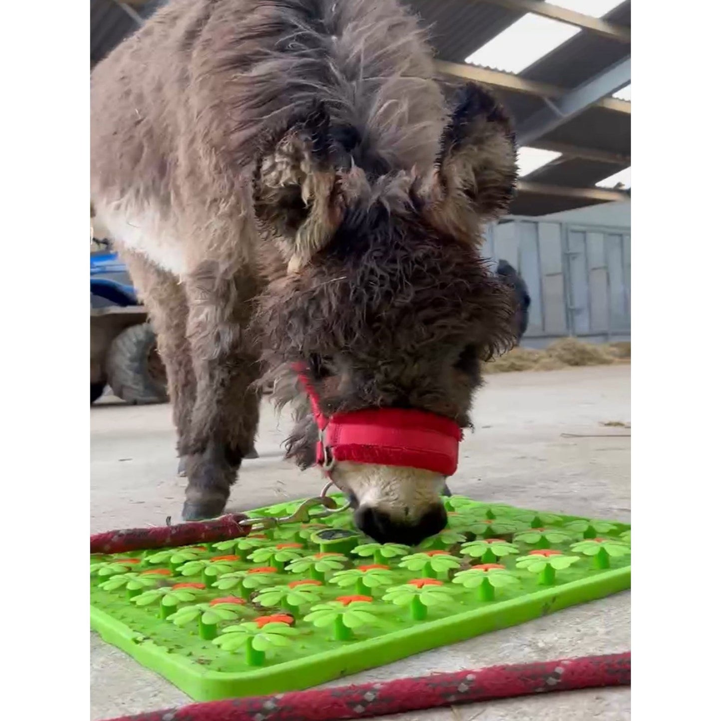 Horse-Pony-Shetland-Donkey Snuffle Treat Mat