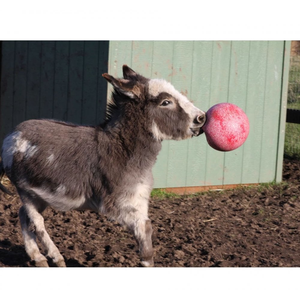 Scented Jolly Ball 25cm