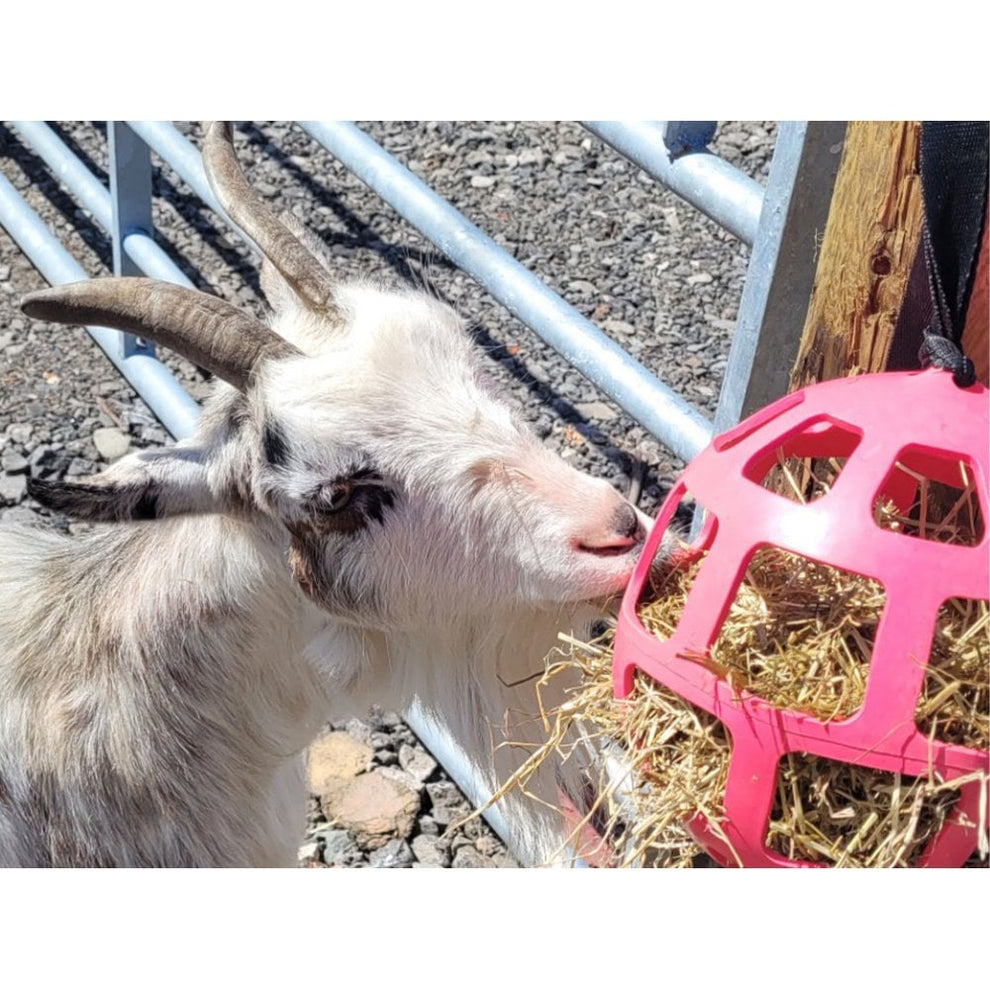 Curated visual reference: Fresh Look at Hay Slow Feeder Fun And Flex 22Cm Ball