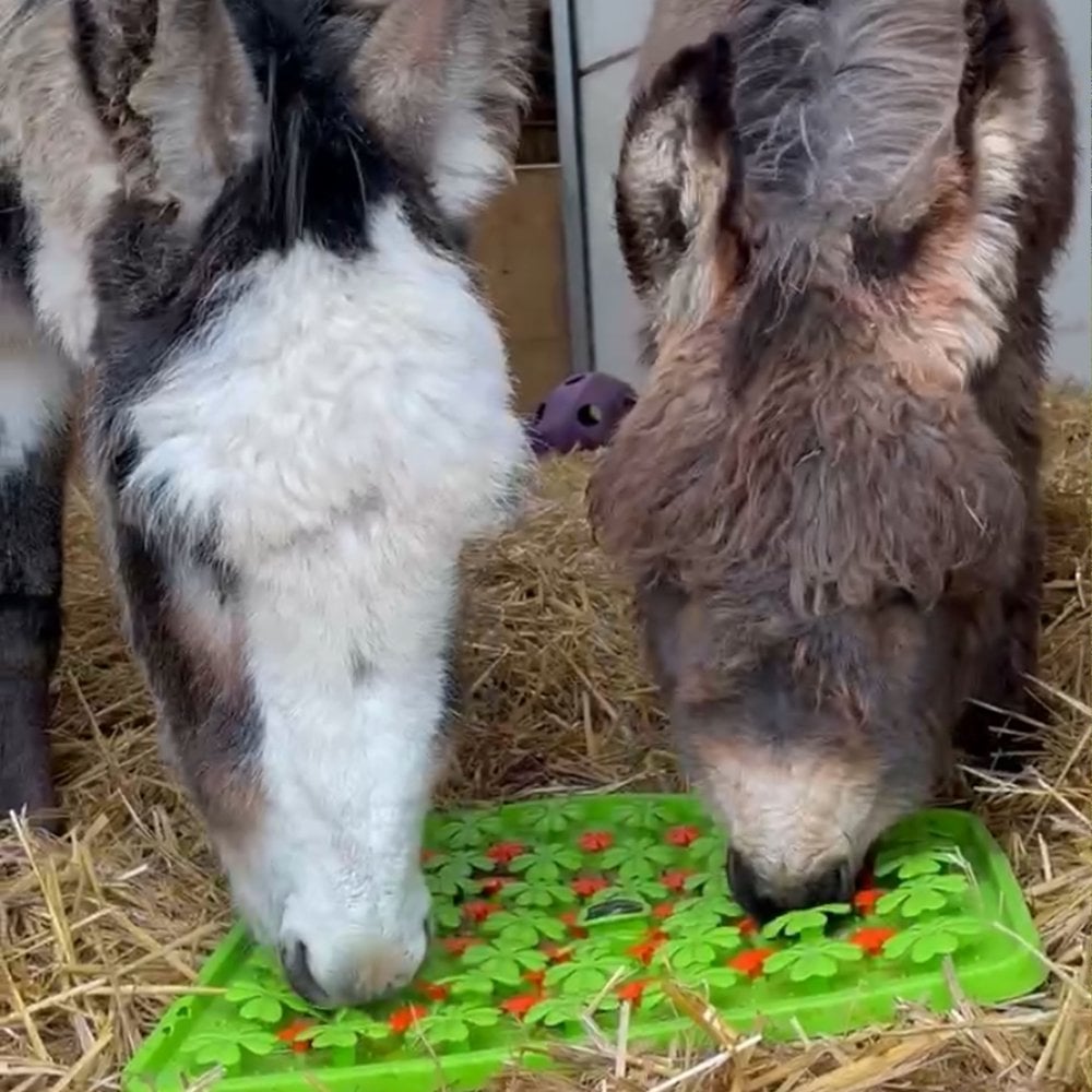Horse-Pony-Shetland-Donkey Snuffle Treat Mat