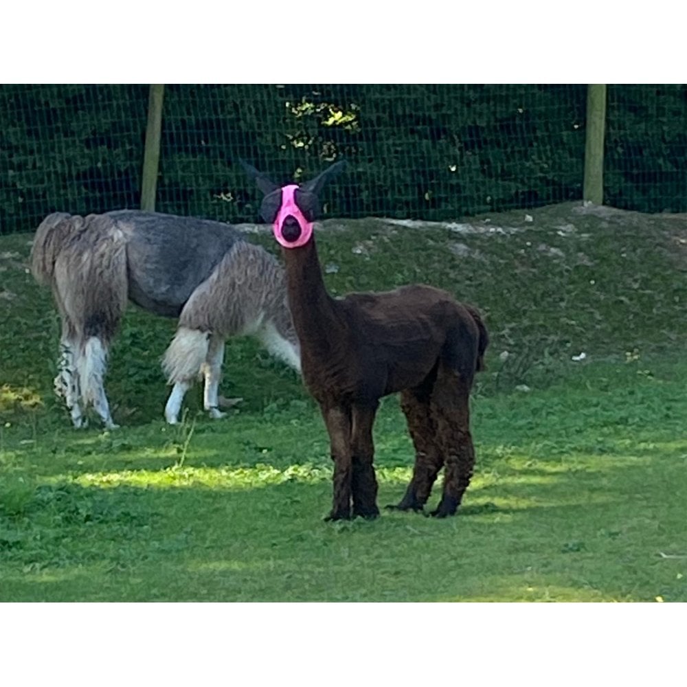 Lycra Pull On Fly Mask With Ears for Alpacas and Sheep
