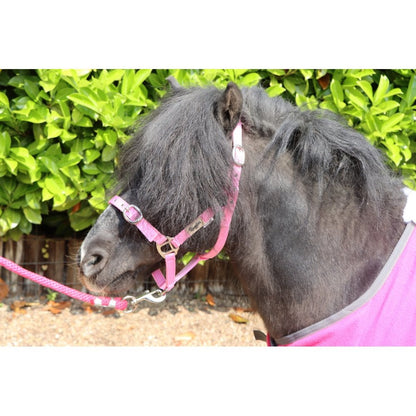 Shetland-Miniature Head Collar 3/4" Webbing