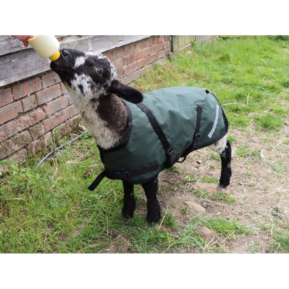 Sheep Rug – Ruggles Equestrian