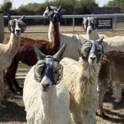 Lycra Pull On Fly Mask With Ears for Alpacas and Sheep