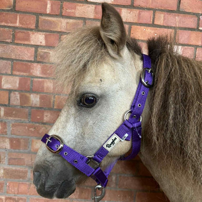 Shetland-Miniature Head Collar 3/4" Webbing