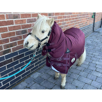 Shetland-Miniature-Donkey-Section A 400g Heavyweight 1200D Combo Turnout