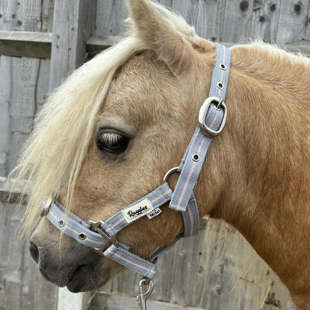 Shetland-Miniature Head Collar 3/4" Webbing - Clearance