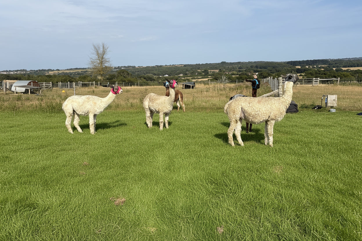 Lycra Pull On Fly Mask With Ears for Alpacas and Sheep