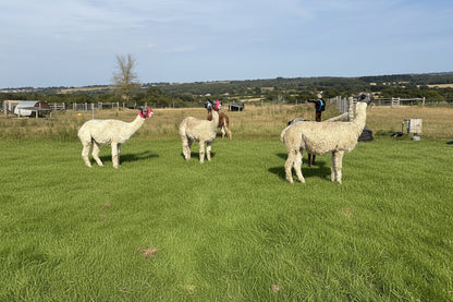 Lycra Pull On Fly Mask With Ears for Alpacas and Sheep