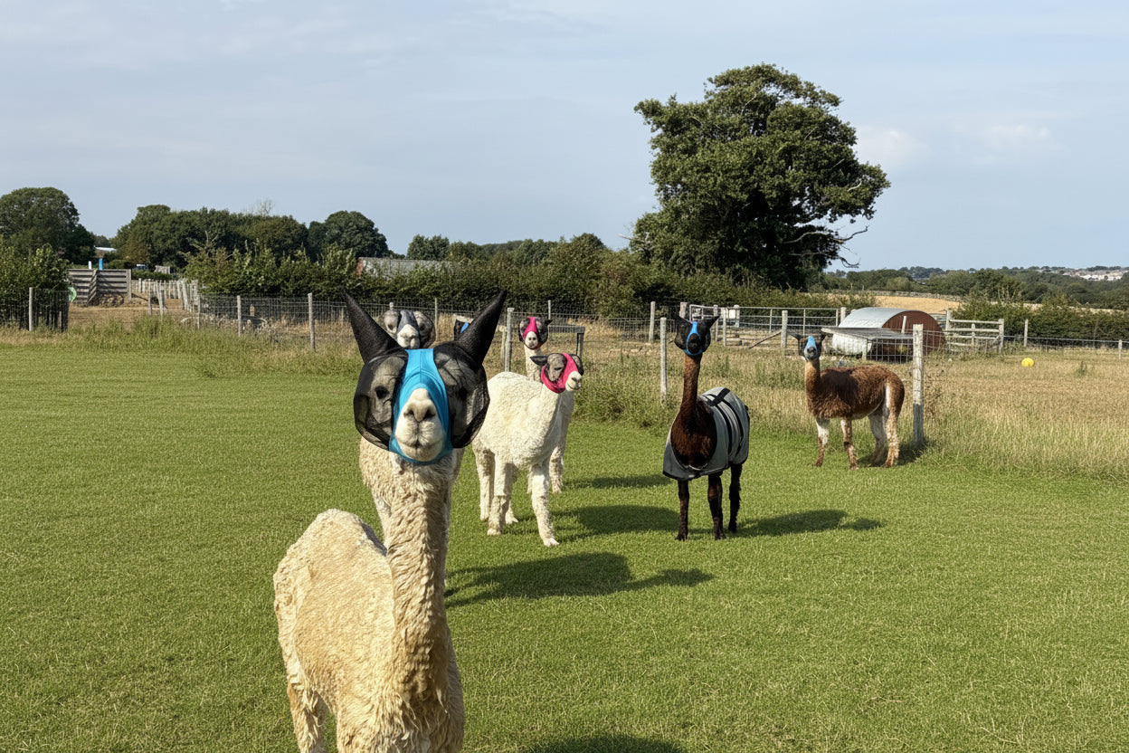 Lycra Pull On Fly Mask With Ears for Alpacas and Sheep