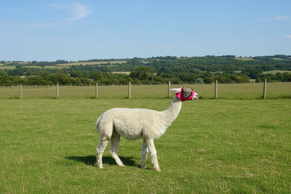 Lycra Pull On Fly Mask With Ears for Alpacas and Sheep