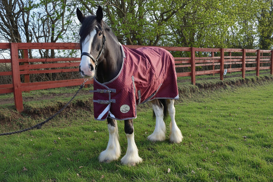 Heavy Horse 100g 1200D V2 Turnout Rug