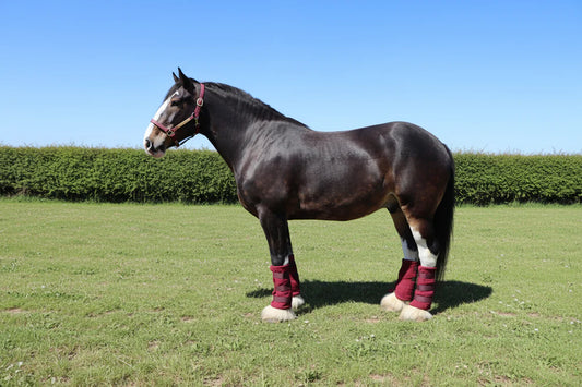 Shop Soiled Heavy Horse Large Burgundy Wicking Leg Wraps Set Of Four