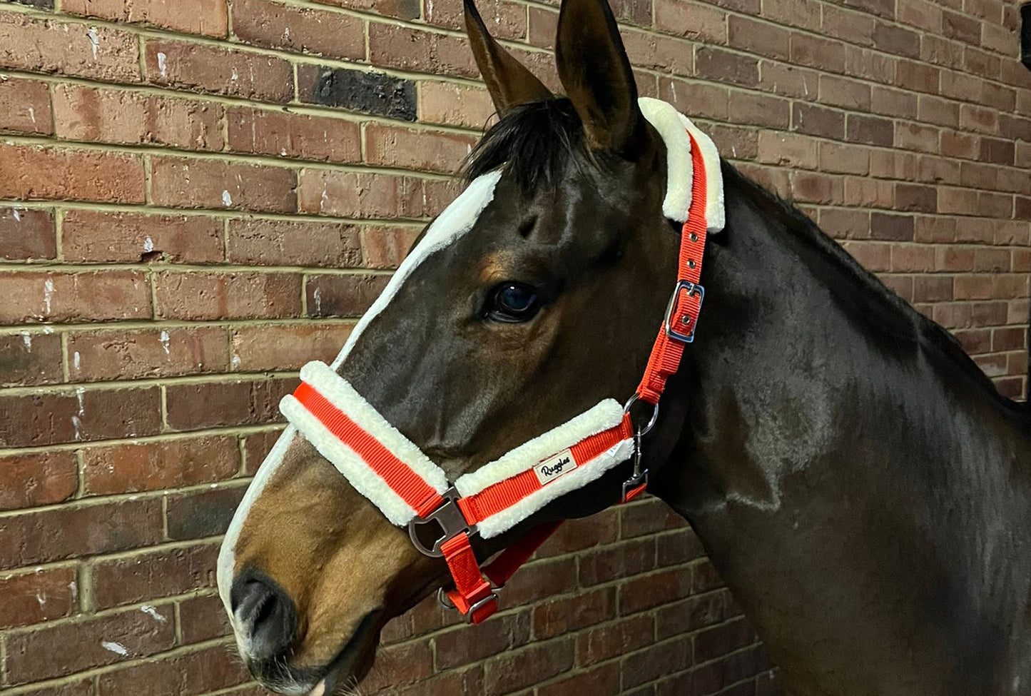 Fully Adjustable Head Collar With Contrast Fur