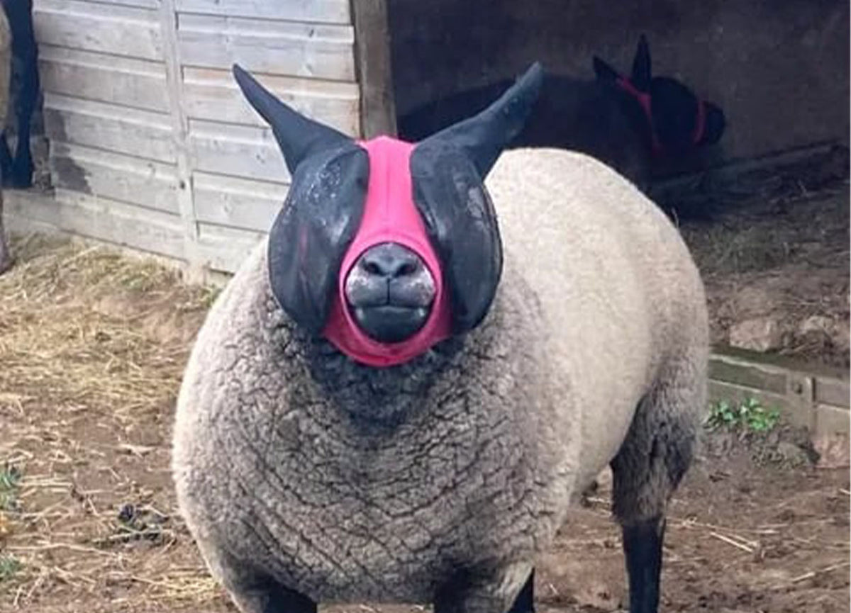 Lycra Pull On Fly Mask With Ears for Alpacas and Sheep