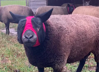 Lycra Pull On Fly Mask With Ears for Alpacas and Sheep