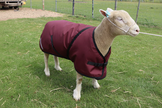 Sheep Rug