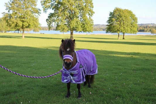Shetland-Miniature-Donkey-Section A 50g V2 Turnout Rug