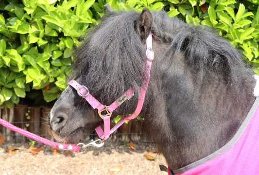 Shetland-Miniature Head Collar 3/4" Webbing