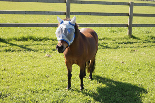 Shetland-Miniature-Section A Fly Mask