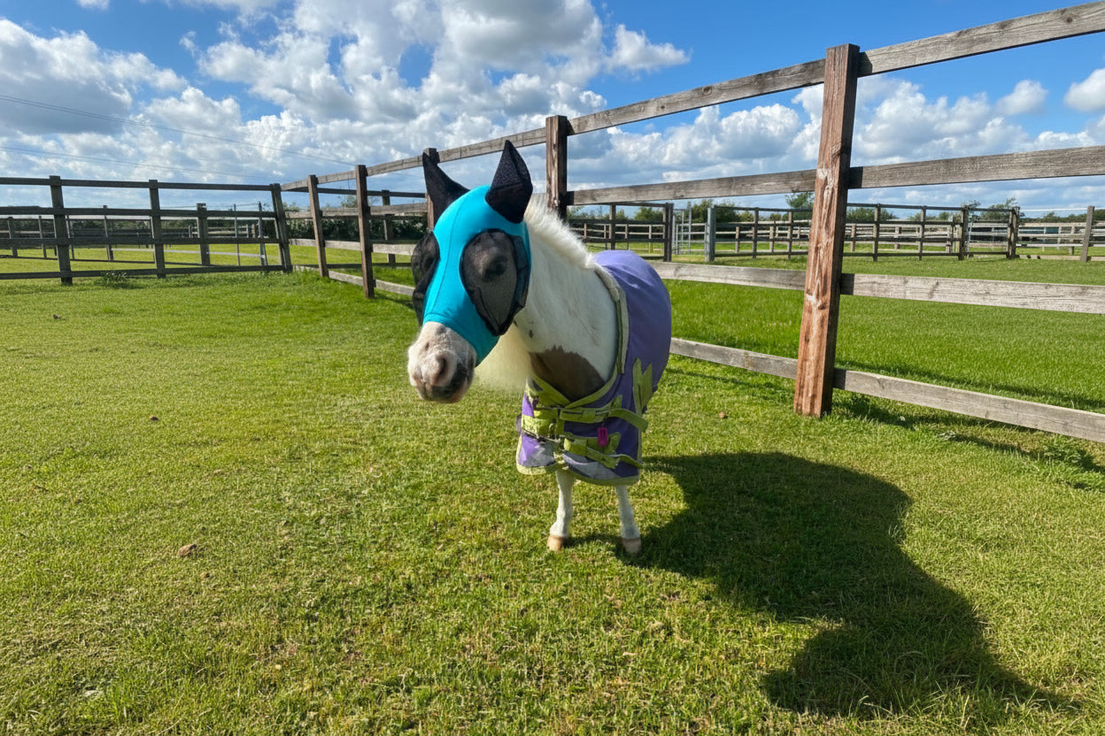 Shetland-Miniature-Section A Pull On Fly Mask With Ears