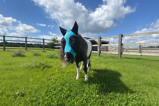 Shetland-Miniature-Section A Pull On Fly Mask With Ears