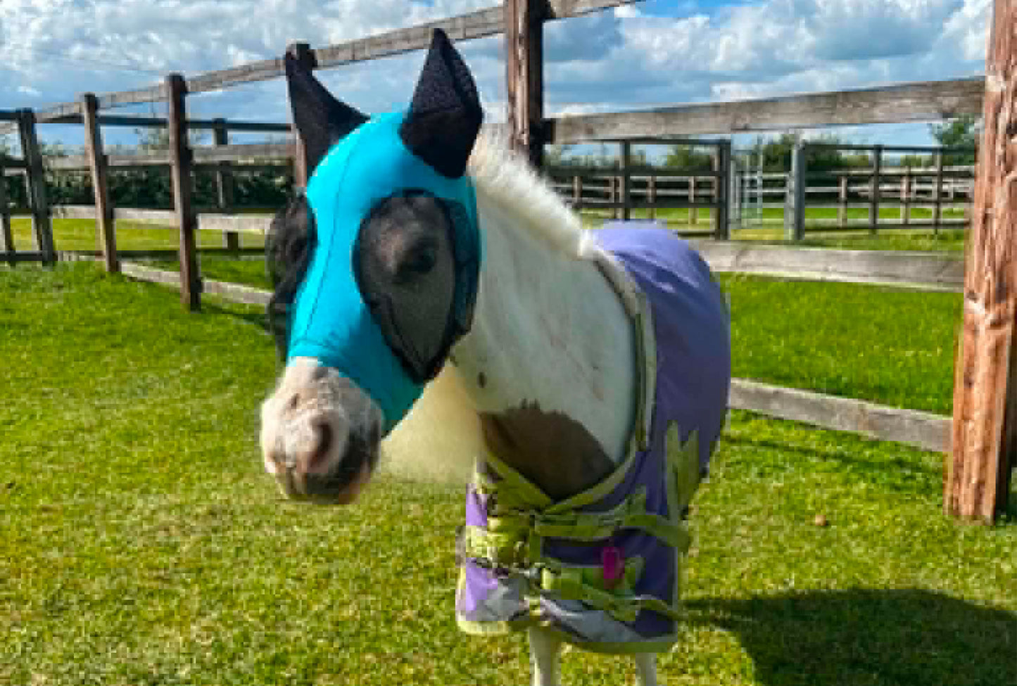Shetland-Miniature-Section A Pull On Fly Mask With Ears