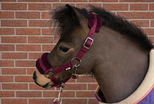 Shetland-Miniature Head Collar With Matching Fur Trim 3/4"